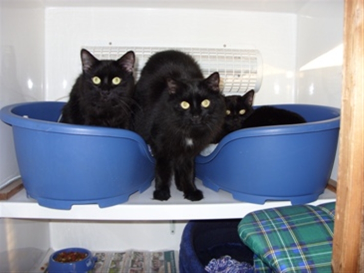 Cats in bed